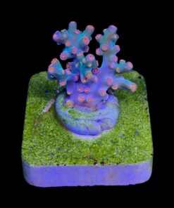 Alternative view of Cyphastrea Decadia M