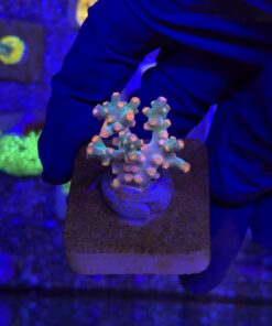 Cyphastrea Decadia M