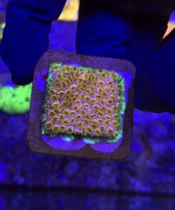 Cyphastrea Four Colors M