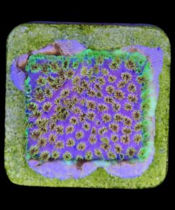 Alternative view of Cyphastrea Four Colors M