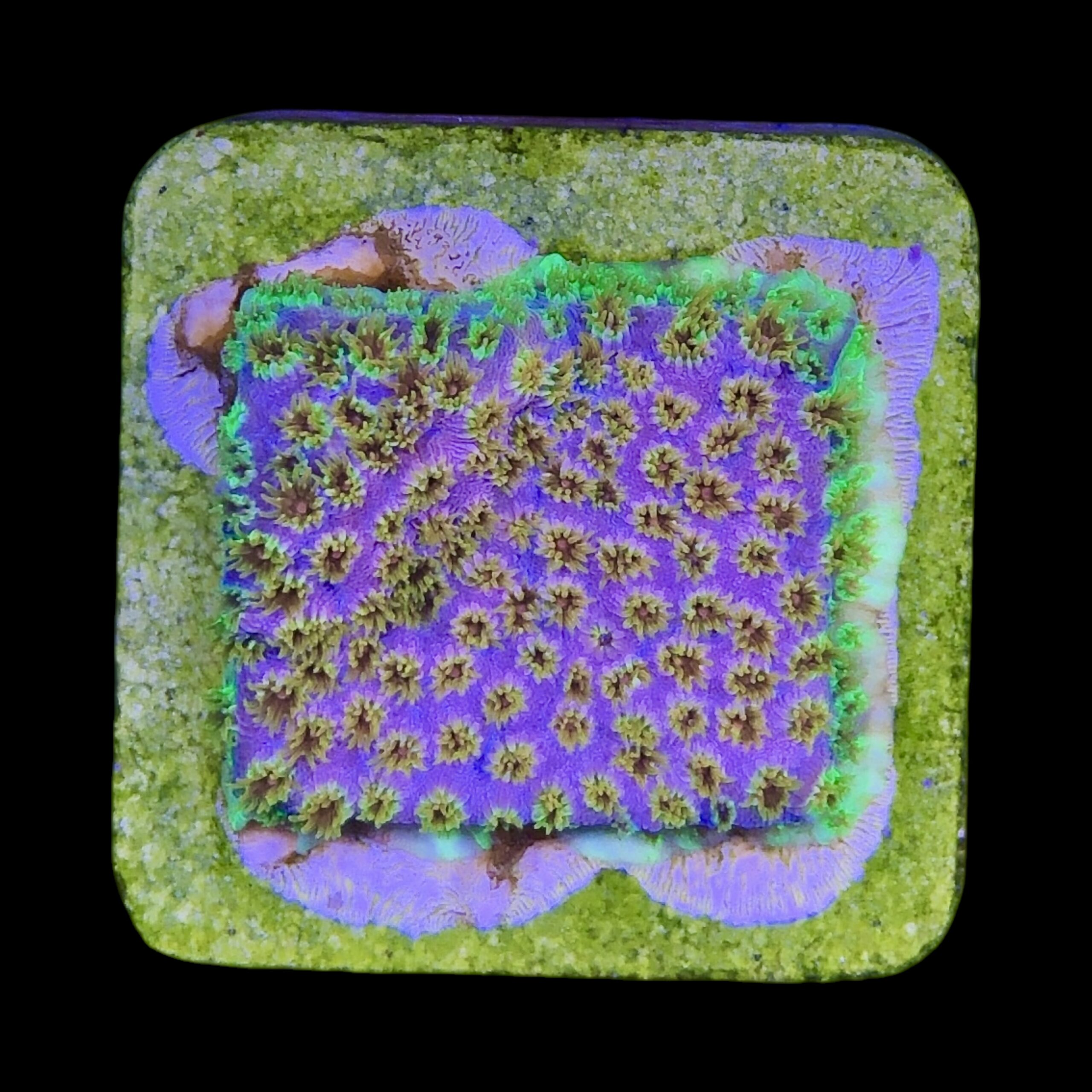 Cyphastrea Four Colors M - Imagem 2