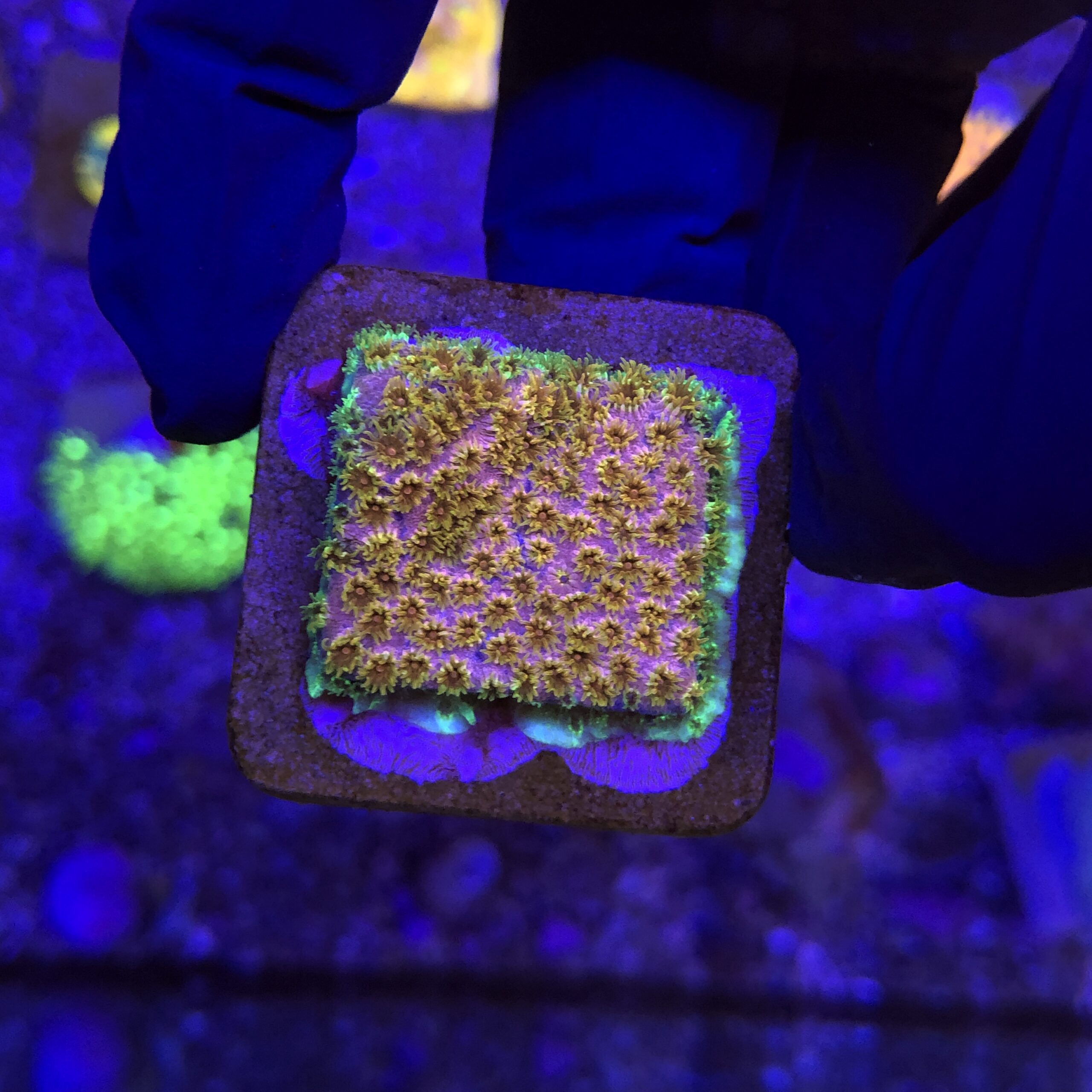 Cyphastrea Four Colors M