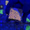 Cyphastrea Purple Monster M