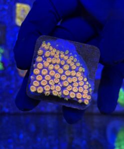 Cyphastrea Purple Monster M