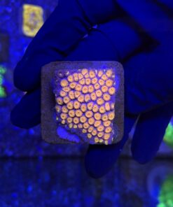 Cyphastrea Purple Monster M