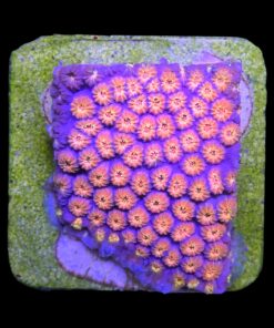 Alternative view of Cyphastrea Purple Monster M