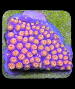 Alternative view of Cyphastrea Purple Monster M