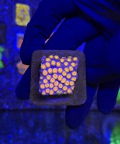 Cyphastrea Purple Monster M