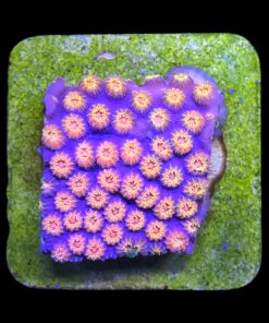 Alternative view of Cyphastrea Purple Monster M