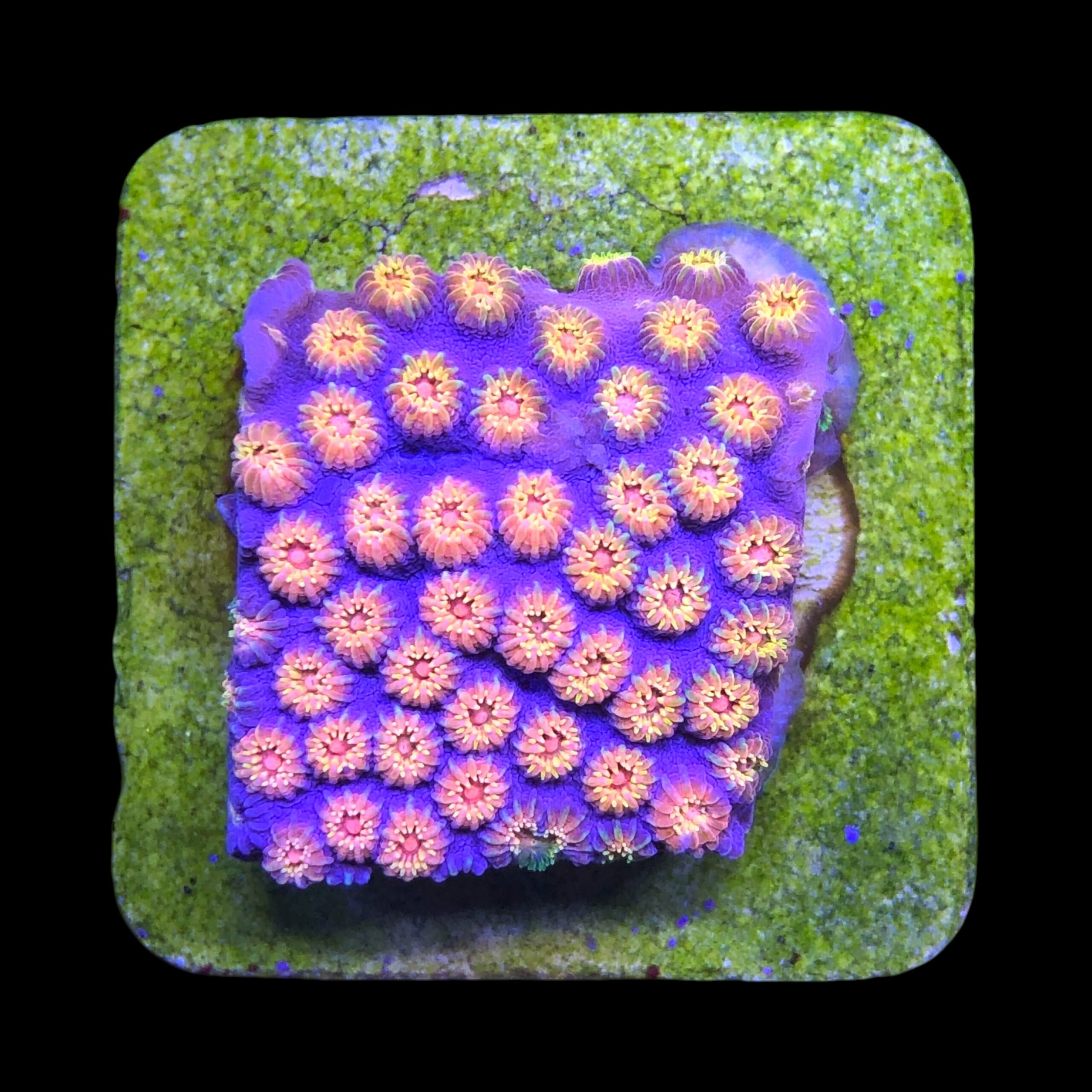 Cyphastrea Purple Monster M - Imagem 2