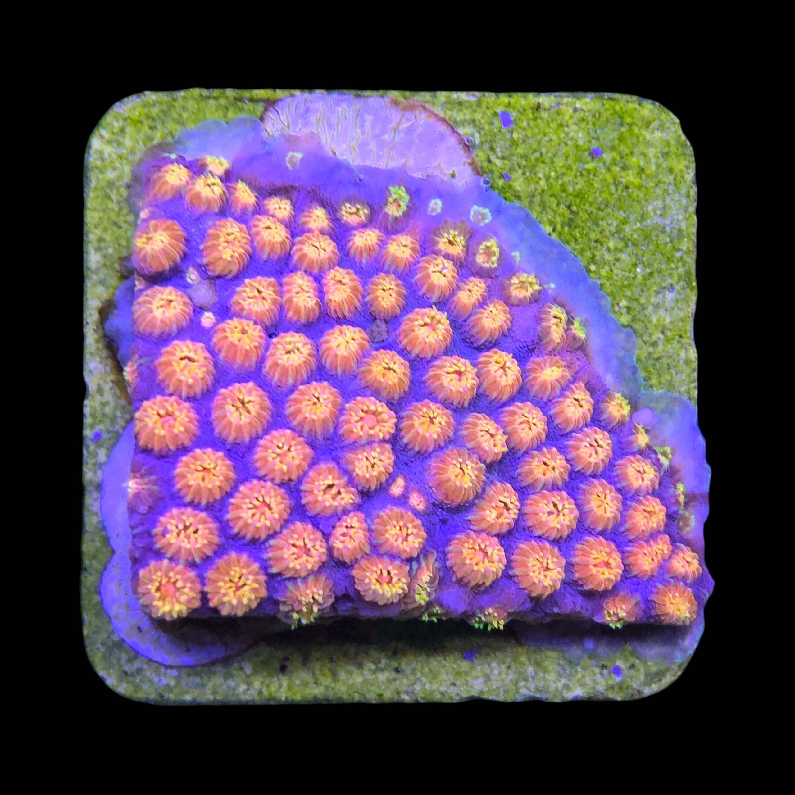 Cyphastrea Purple Monster M - Imagem 2