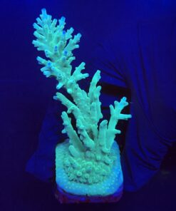 Echinata Green G
