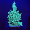 Echinata Green G