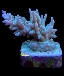 Alternative view of Echinata Green M