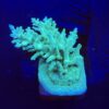 Echinata Green M