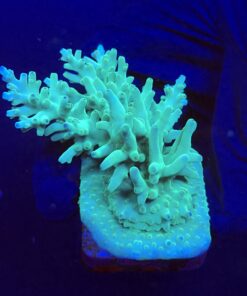 Echinata Green M