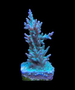 Alternative view of Echinata Green G
