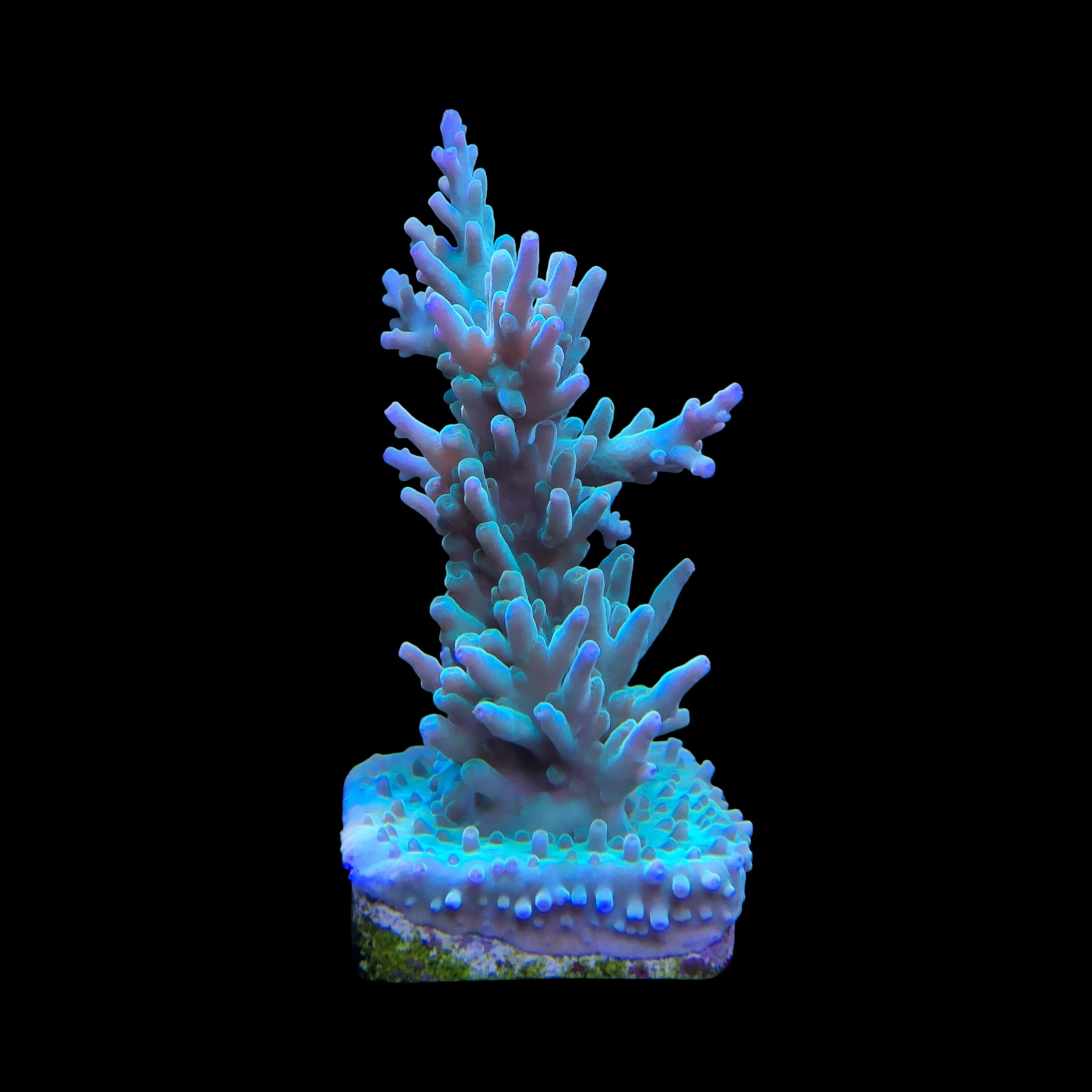Echinata Green G - Imagem 2