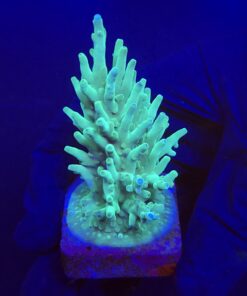 Echinata Green G
