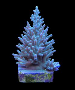 Alternative view of Echinata Green G