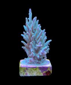 Alternative view of Echinata Green G