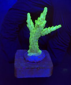 Fantastic Golden M