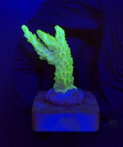 Fantastic Golden M