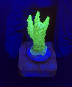 Fantastic Golden M