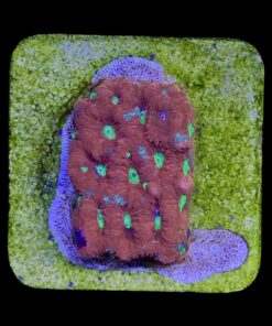 Alternative view of Favia War M