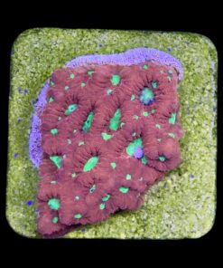 Alternative view of Favia War M