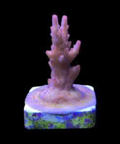 Alternative view of Fox Flame M