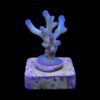 Granulosa Northern Lights M