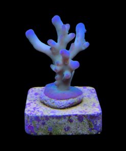 Granulosa Northern Lights M
