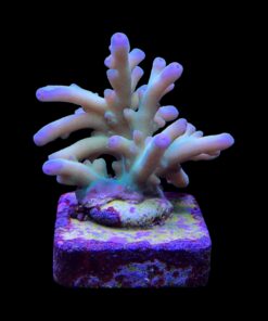 Granulosa Northen Light M