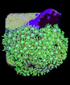 Alternative view of Green Star Polyps M