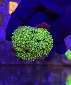 Green Star Polyps M