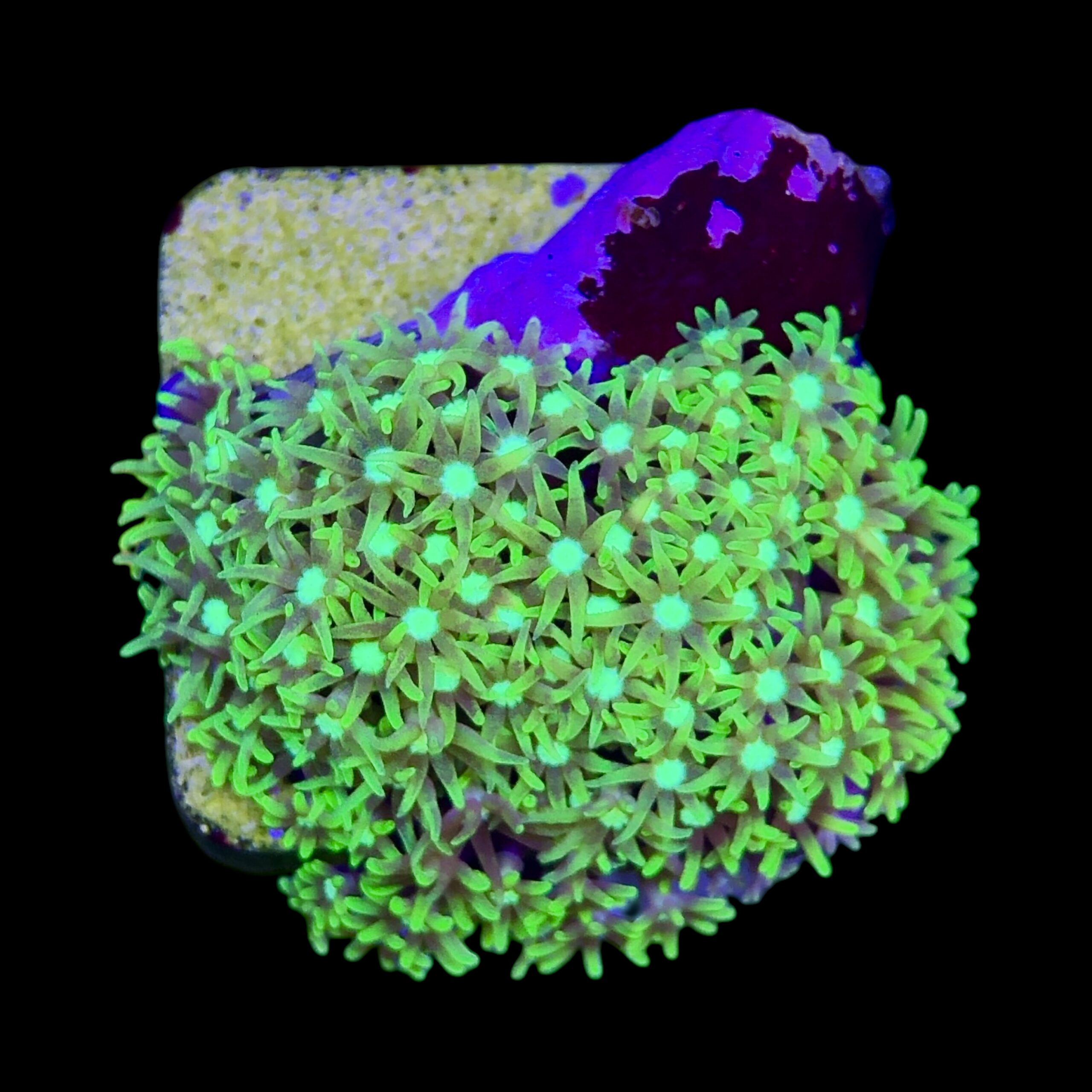 Green Star Polyps M - Imagem 2