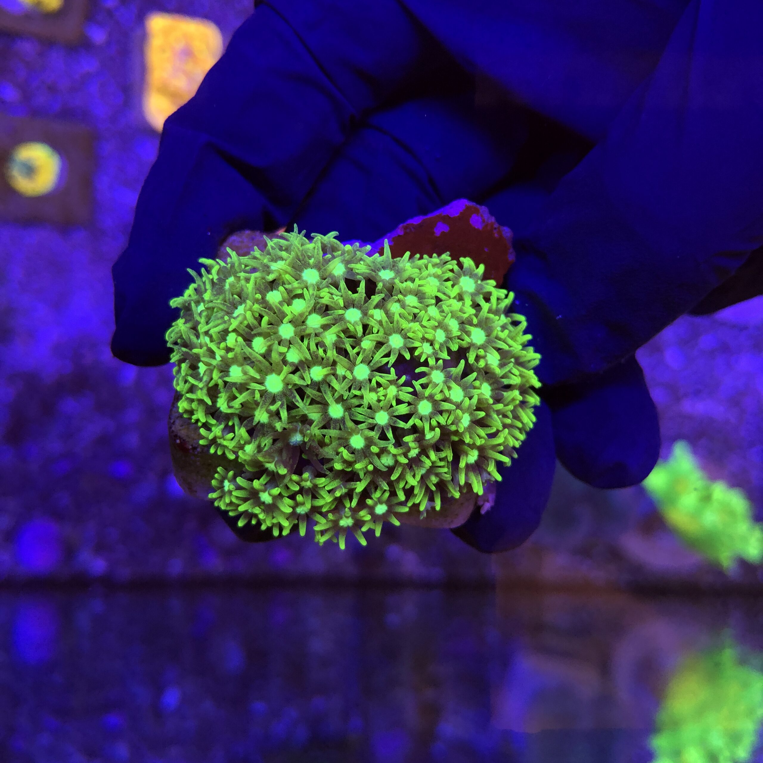 Green Star Polyps M