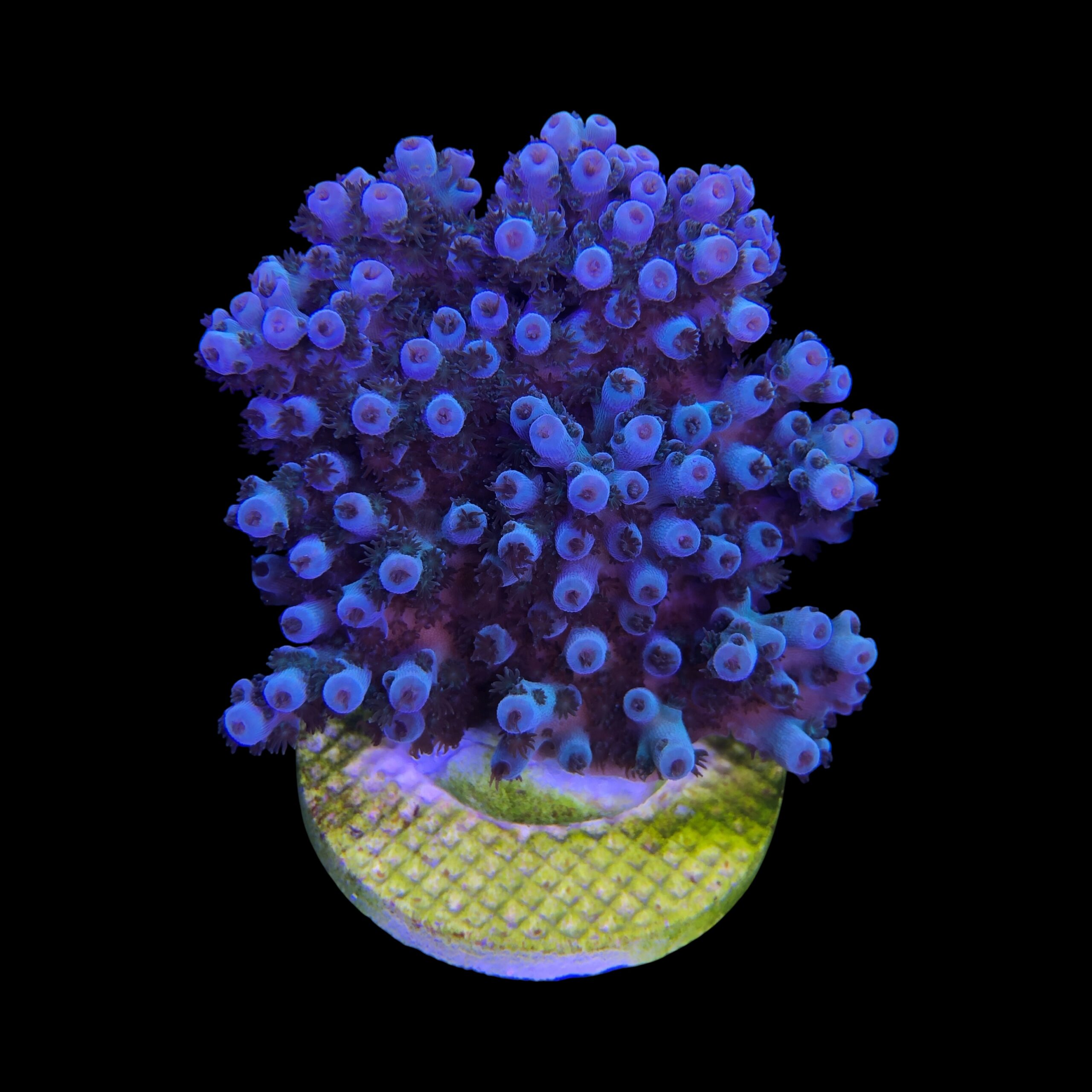 Guava Mini Colônia - Imagem 2