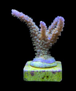 Alternative view of Horrida Purple G