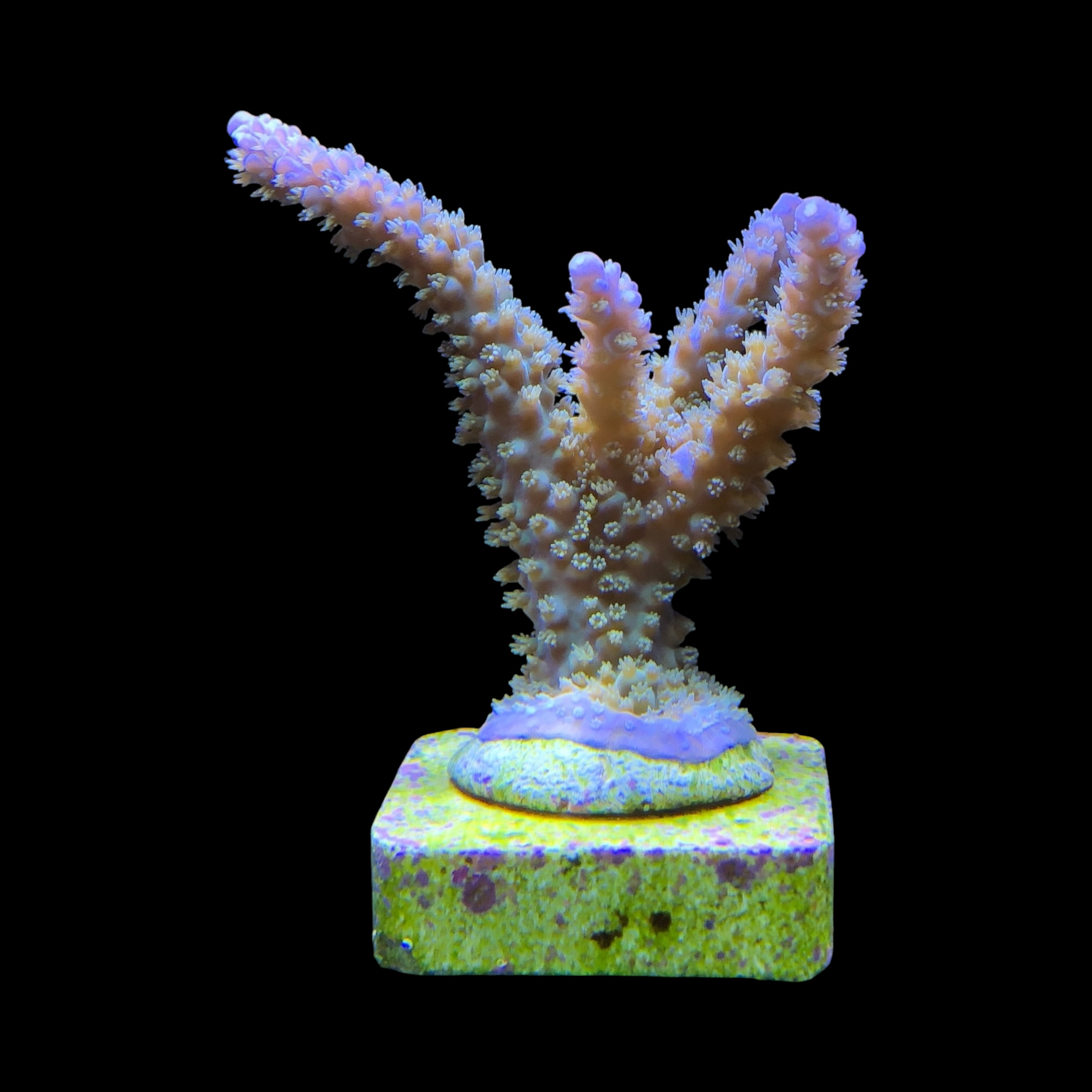 Horrida Purple G - Imagem 2