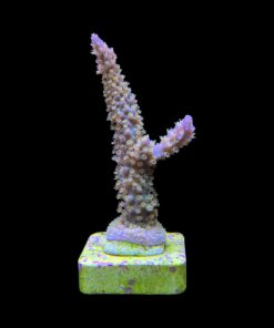 Alternative view of Horrida Purple M