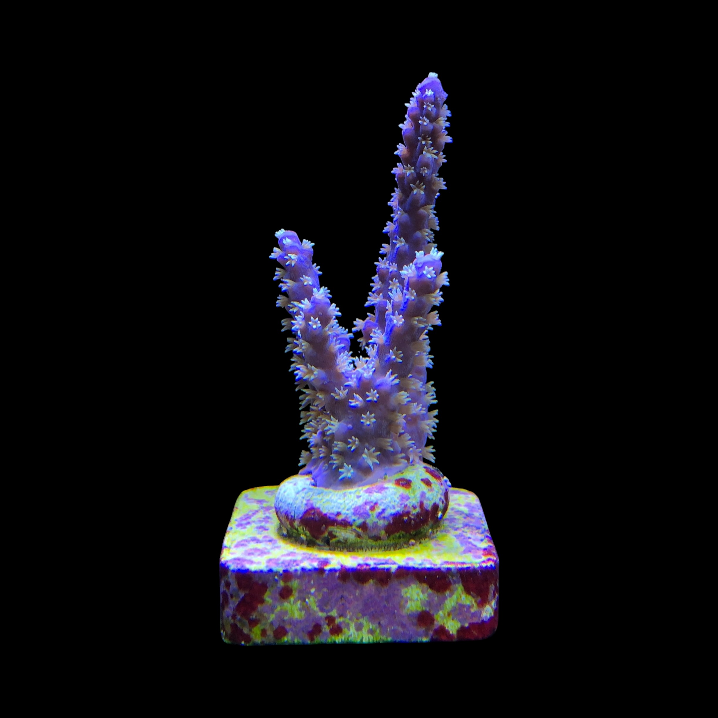 Horrida Purple M - Imagem 2