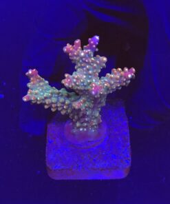 Insignis G
