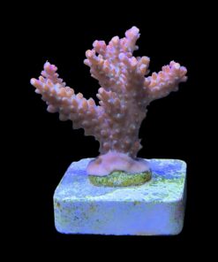 Alternative view of Insignis G