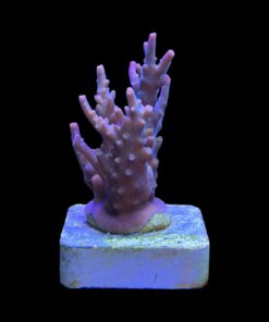 Alternative view of Insignis M