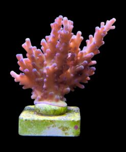 Alternative view of Jaw Dropper Mini Colônia