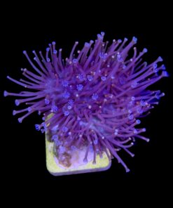 Alternative view of Leather Umbrella Long Polyps M
