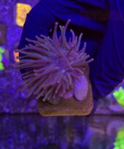 Leather Umbrella Long Polyps M