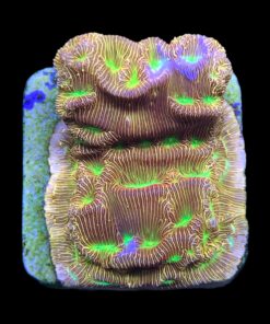 Alternative view of J. F. Leptoseris Lantern M